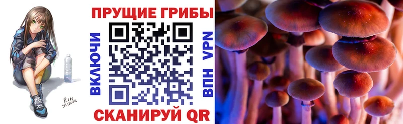 Псилоцибиновые грибы GOLDEN TEACHER  как найти закладки  Михайловка 